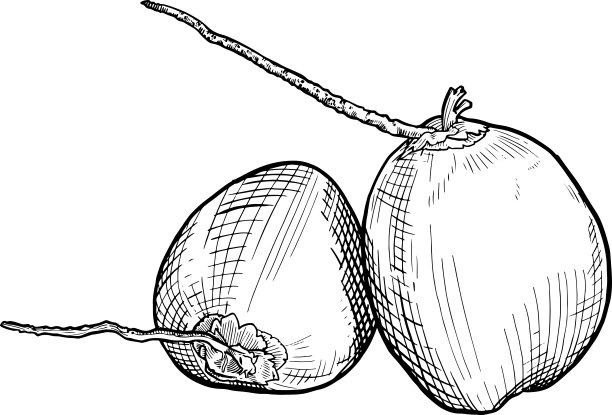 两个椰子图片下载