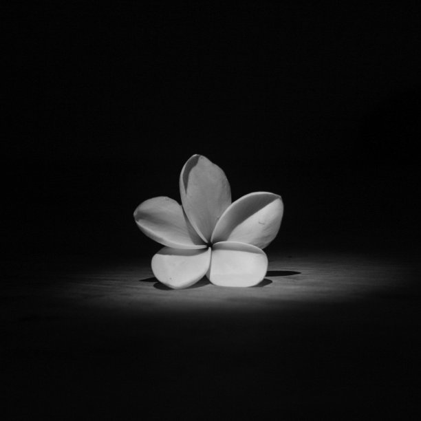 黑白鸡蛋花图片下载