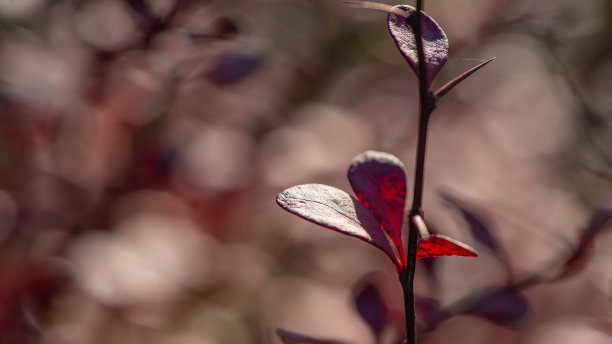 花园里装饰性山茱萸的红色叶子。图片下载