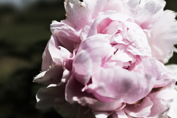 一朵粉红色的牡丹，特写。精美的牡丹花蕾出版，设计，海报，日历，张贴，屏幕保护程序，壁纸，明信片，横幅，封面，网站。高质量照片图片下载