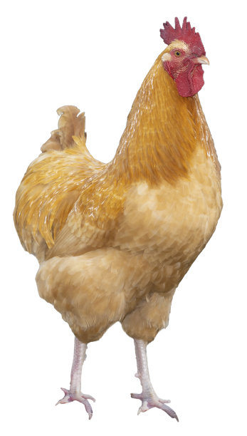 金鸡雄鸡展示他的骄傲图片下载