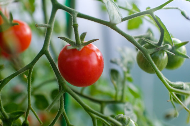 枝条上正在成熟的小番茄。番茄树与红色和绿色的西红柿出版，海报，屏幕保护程序，壁纸，卡片，横幅，封面，张贴。高质量照片图片下载