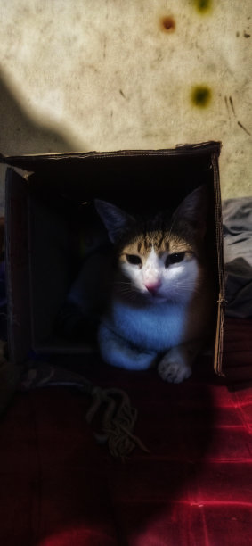 纸箱里的猫图片下载