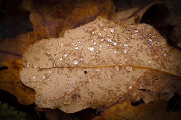 叶子上的雨滴特写图片下载