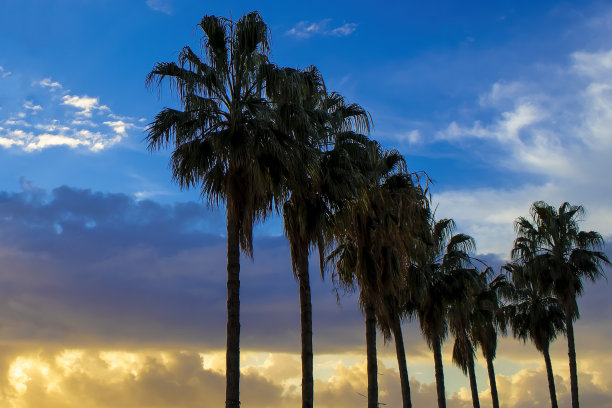 天空背景下的棕榈树全景图。热带全景旗帜照片与棕榈树在晚上。日落时棕榈树的剪影图片下载