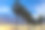 天空背景下的棕榈树全景图。热带全景旗帜照片与棕榈树在晚上。日落时棕榈树的剪影图片下载