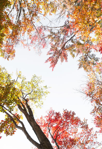 观赏枫叶的叶子，秋天的叶子是金色和红色的，中间是天空图片下载
