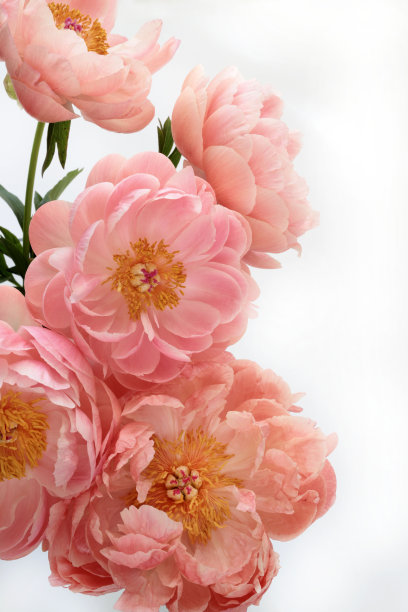 粉红色的牡丹花。图片下载