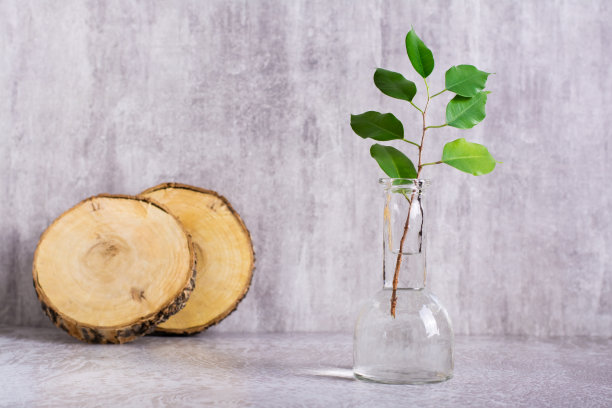 一瓶水里有叶子的树枝和砍下来的树。关爱生态。图片下载