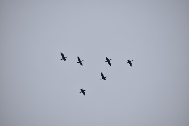 编队飞行的鸟类图片下载