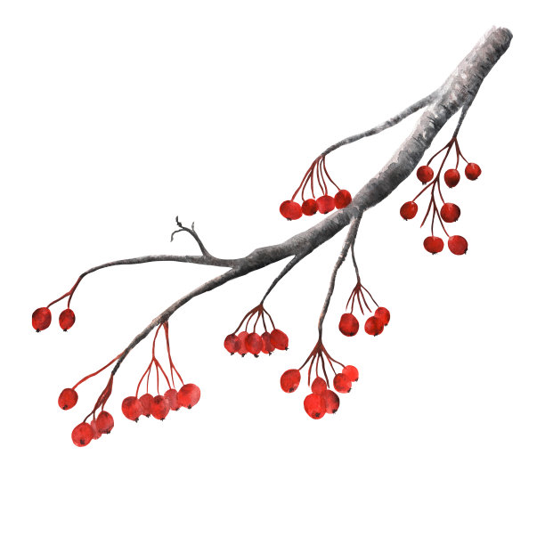 手绘水彩山楂枝图片下载