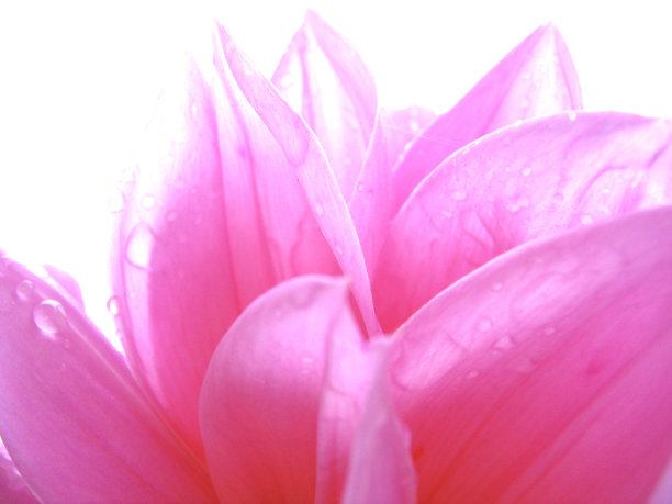 粉红色的花瓣，美丽的自然-近距离与水滴图片下载