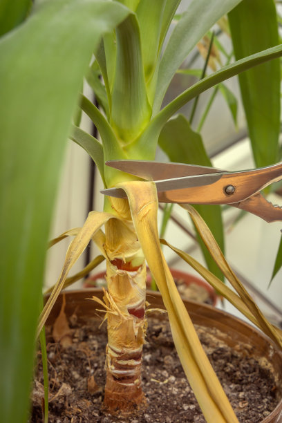 用剪刀修剪窗台上丝兰枯萎的叶子。特写镜头图片下载