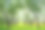 春天盛开的苹果树，绿草和黄色的蒲公英图片下载