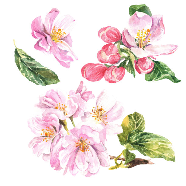 白色背景上的粉色苹果树花。水彩插图。漂亮的苹果花，适合任何用途。图片下载