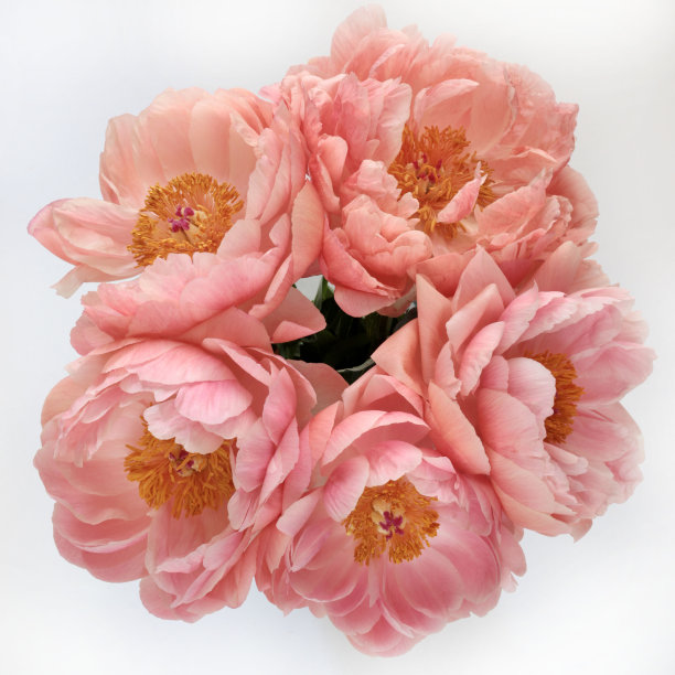 粉红色的牡丹花。图片下载