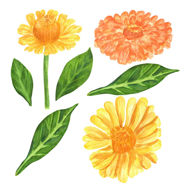 手绘水彩百日草花和叶子图片下载