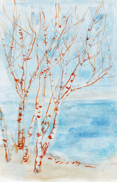 冬天海岸上的桦树图片下载