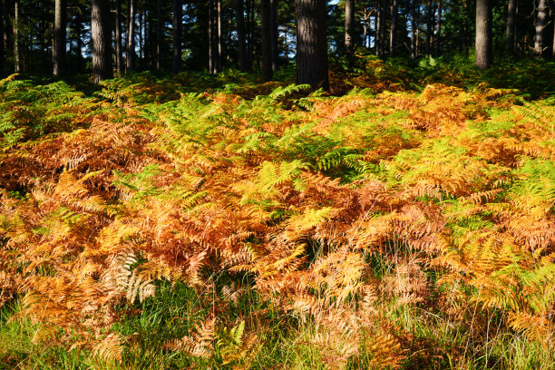 在秋天改变颜色的蕨菜图片下载