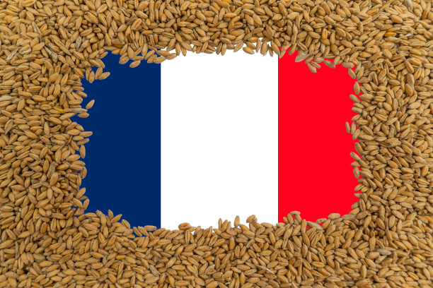 法国国旗背景上的成熟麦粒矩形框架图片下载