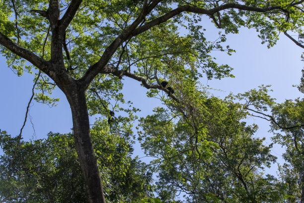 吼叫猴在树上俯瞰哥斯达黎加的Corobici。图片下载