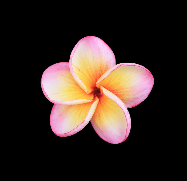 白粉色鸡蛋花图片下载