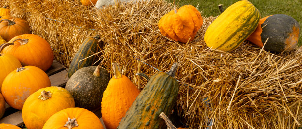 农场的万圣节南瓜图片下载