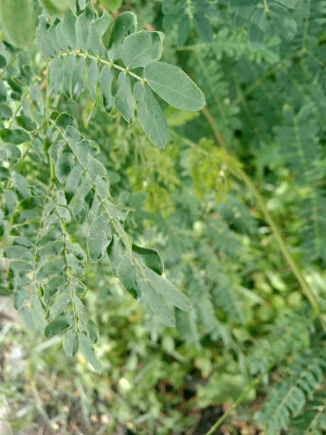 绿叶与令人惊叹的摄影图片下载