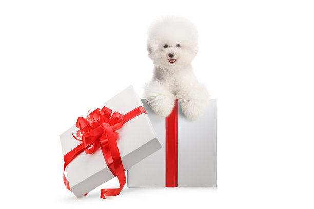 打开礼品盒，里面有一只比熊犬图片下载