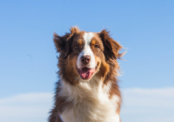 棕色的澳大利亚牧羊犬在海边散步图片下载