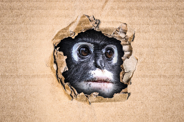 滑稽的暗叶猴(Trachypithecus obscurus)从纸板上的洞里往外偷看。带有复制空间的图像。图片下载