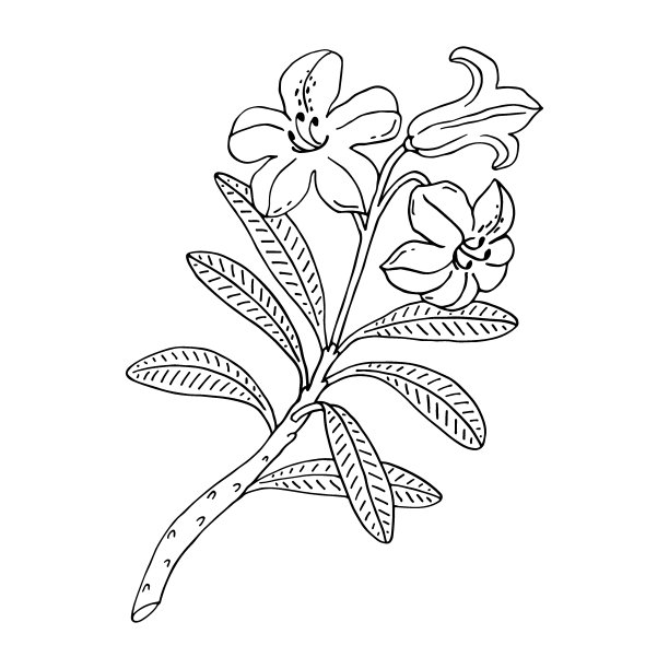 杜鹃花或高山玫瑰。常绿高山灌木。手绘轮廓矢量插图。白色背景上孤立的花朵轮廓。图片下载