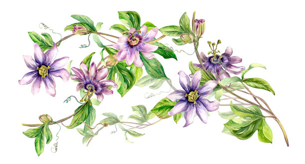 白色上隔离的西番莲植物水彩插图板。图片下载