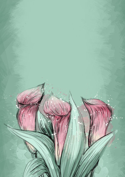 马蹄莲在绿色水彩背景。框架，背景设计与百合插图图片下载