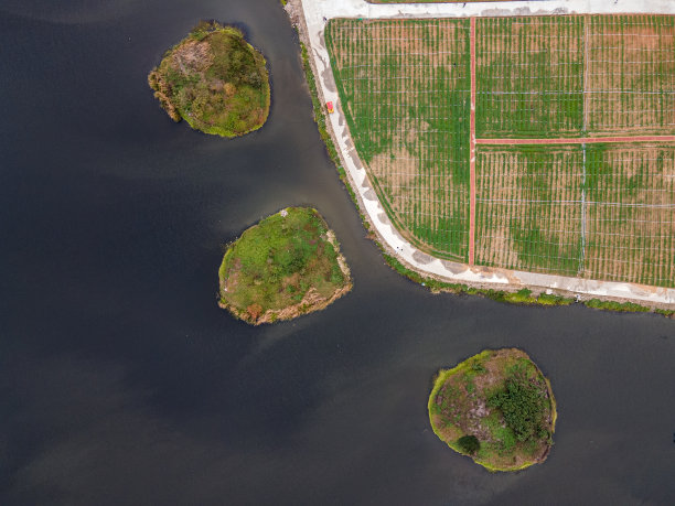 湖边农田的绿色植物的俯视图图片下载