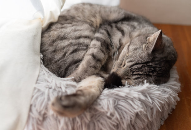 睡觉的猫图片下载