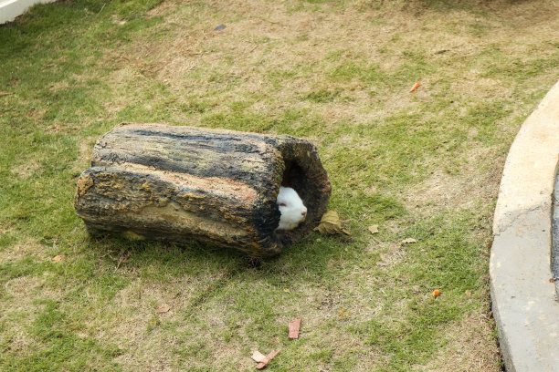 一只兔子躲在一块木头里图片下载