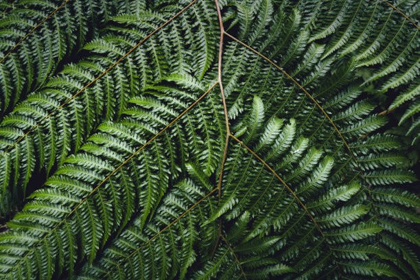 蕨类叶子，深绿色蕨类叶子图片下载