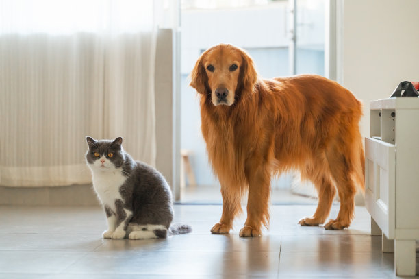 金毛寻回犬和英国短毛猫接近图片下载