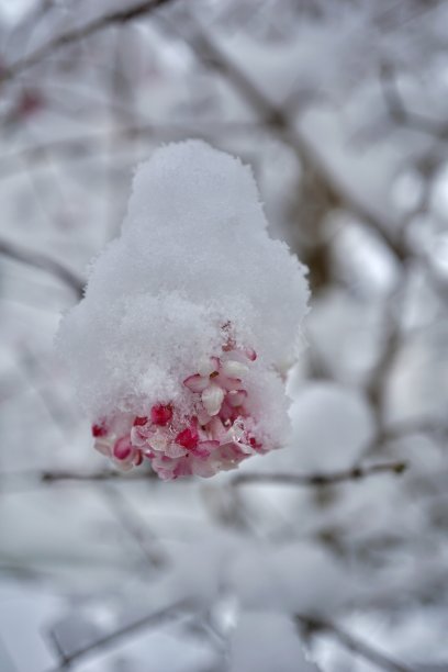 Viburnum × bodnantense, the Bodnant viburnum, is a Group of hybrid flowering plant cultivars of garden origin. In the southern regions, flowering may occur as early as February.图片下载