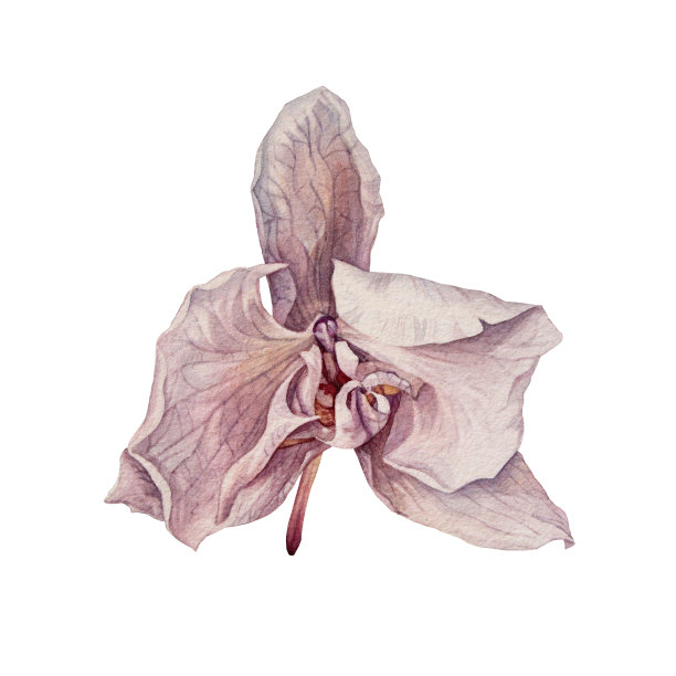 水彩粉红色兰花，花瓣孤立在白色背景上。植物植物标本室。紫色干花元素用于花店贴纸或卡片。剪纸壁纸或包装。异国情调的速写本图片下载