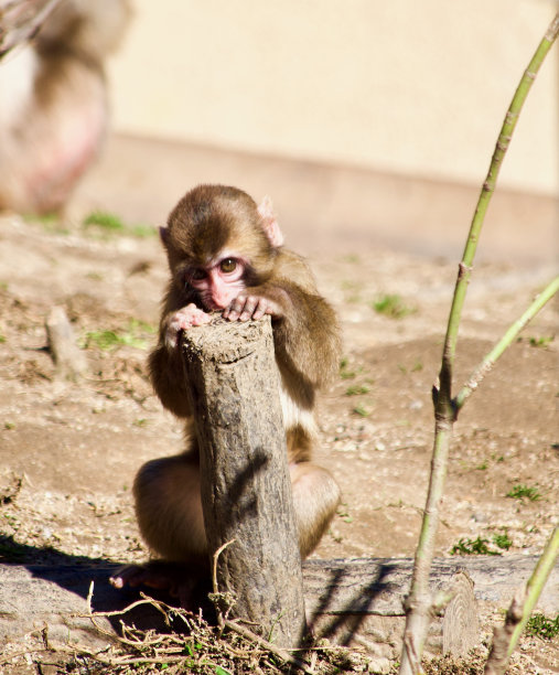 小猕猴咬杆子图片下载