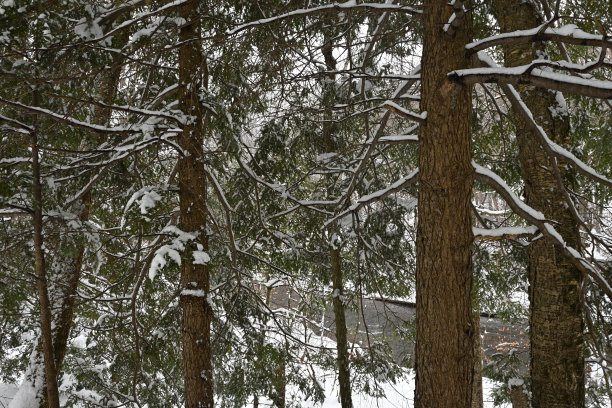 铁杉在白雪皑皑的河岸图片下载