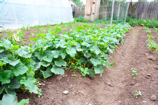 蔬菜园里种植黄瓜，有机耕作图片下载