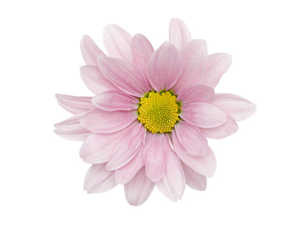 白底粉菊，花蕾孤立。近距离图片下载