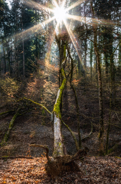 波吕斐摩斯图片下载