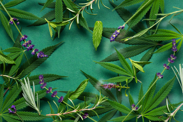 药草的绿叶图片下载