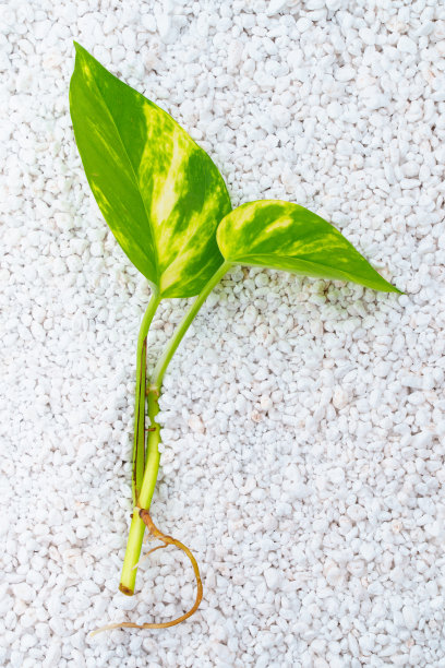 小型室内植物在珍珠岩上发芽。植物中性材料图片下载