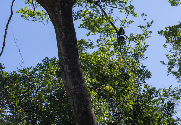 吼叫猴在树上俯瞰哥斯达黎加的Corobici。图片下载