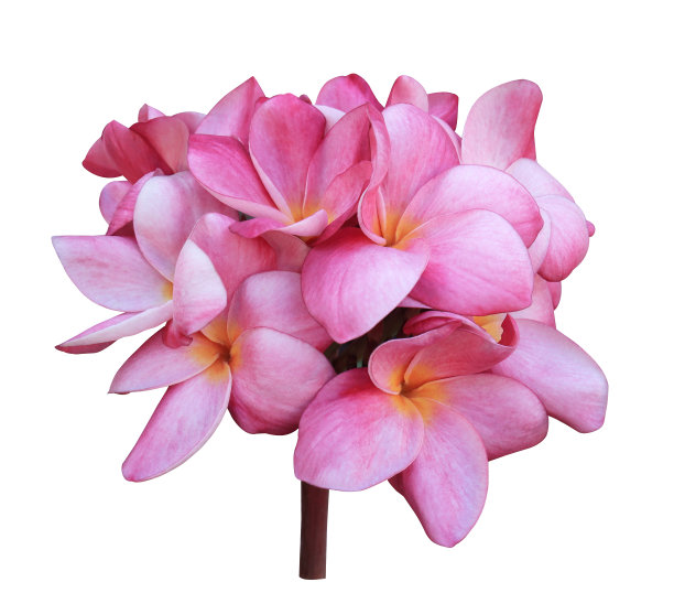 粉红色的鸡蛋花。图片下载